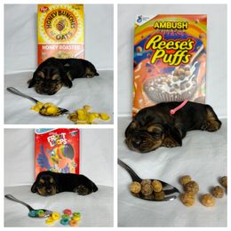 Basset Hound Puppies from Blessed Bassets