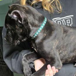 Green Collar - Black brindle male Cane Corso puppy in Lewistown, Montana from Corsi Amore Kennels