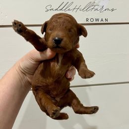 Rowan - Red  male Goldendoodle puppy in Rienzi, Mississippi from Saddle Hill Farms