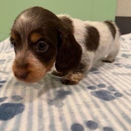 Elliot - Piebald male Dachshund puppy in Irving, Texas from DFW Dachshunds by G & S