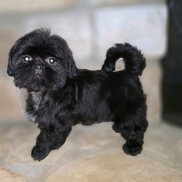 Gizmo - Black male Shih Tzu puppy in Kings Mountain, North Carolina from Britany's Shih Tzus