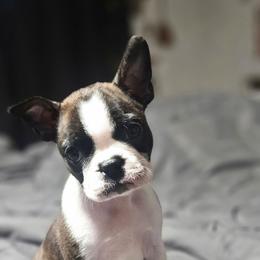 Milli - Black brindle and white female Boston Terrier puppy in Marion, North Carolina from Christy's Boston Butts