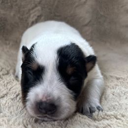 Female 5 - Blue female Australian Cattle Dog puppy in Irvington, Kentucky from Dry Valley’s Australian Cattle Dogs