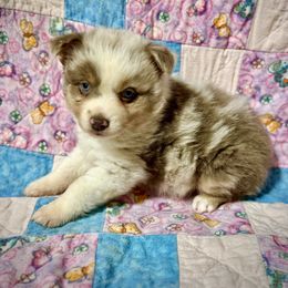 Dilute red Merle - Red merle male Miniature Australian Shepherd puppy in Lemon Cove, California from Magic Ranch Mini Aussies