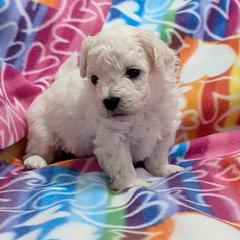 Goldie (yellow girl) - White female Bolognese puppy in San Antonio, Texas from My Regal Bolognese