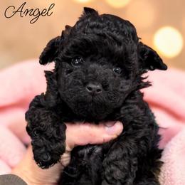 Poodle Puppies from KC Poodles of PA