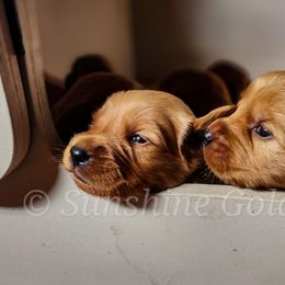 Golden Retriever Puppies from Sunshine Goldens