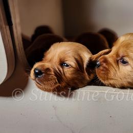 Golden Retriever Puppies from Sunshine Goldens