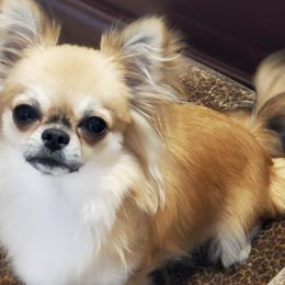 Chihuahuas from Southern Hills Chihuahuas