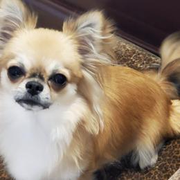 Chihuahuas from Southern Hills Chihuahuas