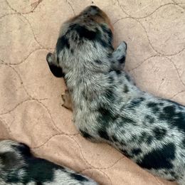 Girl 2 - Dachshund puppy from Open Hourglass LLC