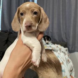 Dachshund Puppies from Hursh’s Hounds