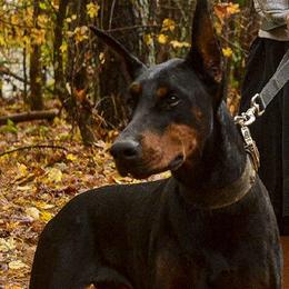 Nala - Doberman Pinscher