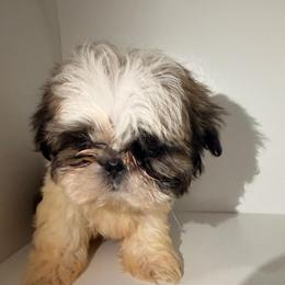Shy boy - Black gold and white male Shih Tzu puppy in Azusa, California from RJ Shih Tzu lover