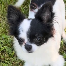 Bruno (3000 USD) - Black and white male Chihuahua puppy in Morrisville, North Carolina from Mozzafiato Chihuahuas
