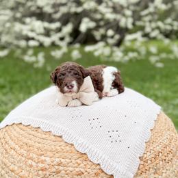 Fudge - Parti male Goldendoodle puppy in Ooltewah, Tennessee from Allison Family Doodles
