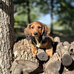AKC Meet Silas :) - Sable male Dachshund puppy in Centerville, Iowa from Barnyard Dachshunds, Dals & Doodles