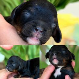 January - Tri-color male Cavapoo puppy in Yuciapa, California from AlltheDoodlez_