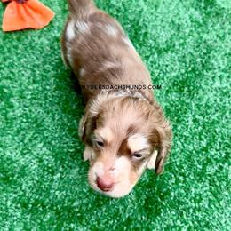 Smores(3800 AKC pet) - Dapple male Dachshund puppy in Augusta, Arkansas from Savvy-Dee's Dachshunds