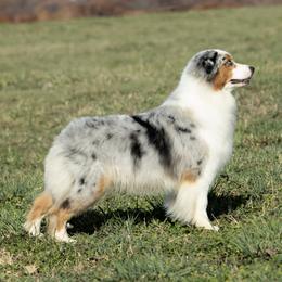 Ellie  - Australian Shepherd