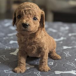 Black collar - Cream male Goldendoodle puppy in Connecticut from Valley View Doodles