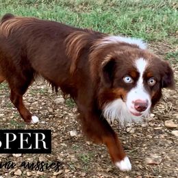 Jasper - Miniature Australian Shepherd