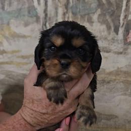 Todd - Black and tan male Cavalier King Charles Spaniel puppy in Las Cruces, New Mexico from Moongate Cavaliers