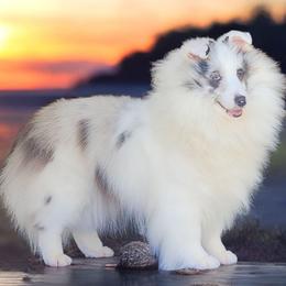 Phoebe - Shetland Sheepdog