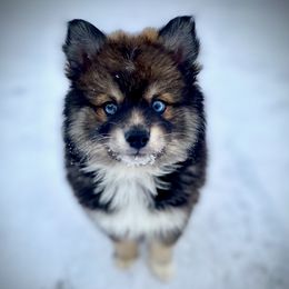 Pomskies and Siberian Huskies from Kristie’s Husky Haven