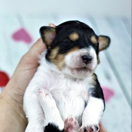 Aussiedoodle puppies from North Ridge Doodles