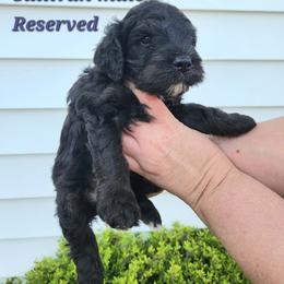 Sullivan - Phantom male Bernedoodle puppy in St. George, South Carolina from Southern Hunters Mini Doodles