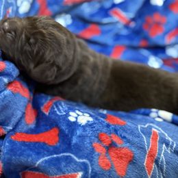 Agatha - Brown female Newfoundland puppy in Silver Creek, New York from Boo N’ Bubs Newfoundlands
