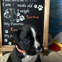 Boxer Puppies from Raynen Boxers, LLC