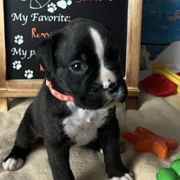 Boxer Puppies from Raynen Boxers, LLC