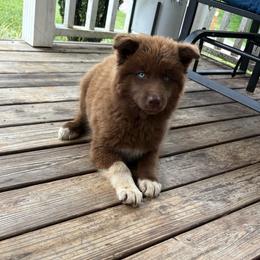 Boy 3 - Red and white male Siberian Husky puppy in Jonesborough, Tennessee from Dry Creek Siberians