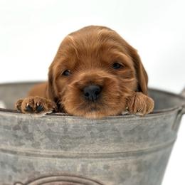 Rose - Red  female Goldendoodle puppy in Queen Creek, Arizona from Goldendoodle AZ