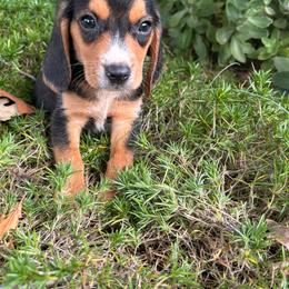 Marty - Black tan and white male Beagle puppy in Spartanburg, South Carolina from Sassy Pap Farms