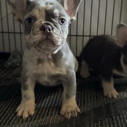 Baymax - Tricolors male French Bulldog puppy in Orange, California from French Farms