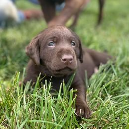 Australian Shepherd and Labrador Retriever Puppies from Wheatland Dog Center