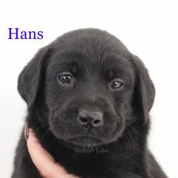 Labrador Retriever Puppies from Mahner Labs