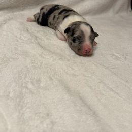 Blue Merle - Blue merle female Australian Shepherd puppy in Buckeye, Arizona from Wranglin Farms