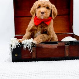 Biscuit - Red  male Goldendoodle puppy in North Carolina from NC Doodle Puppies