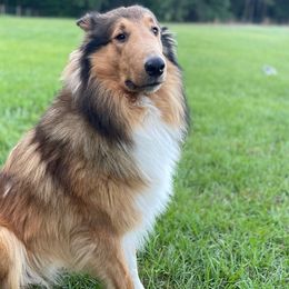 Nine - Collie