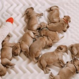 Golden Retrievers from Sandy Golden Retrievers