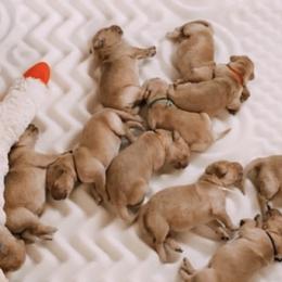 Golden Retrievers from Sandy Golden Retrievers