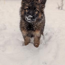 Wilma - Sable female German Shepherd puppy in Kingsley, Michigan from Legacy German Shepherds