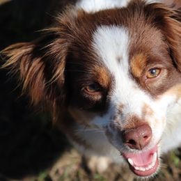 Border Collies, Miniature Australian Shepherds, and Toy Australian Shepherds from Windy Ridge Farms