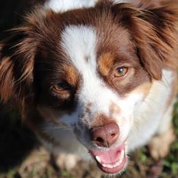 Border Collies, Miniature Australian Shepherds, and Toy Australian Shepherds from Windy Ridge Farms