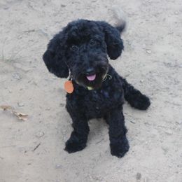 Zoe - Black female Cavapoo puppy in Arkansas from Brew House