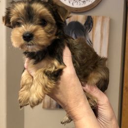 Yorkshire Terrier Puppies from Happy Days Acres and Yorkies